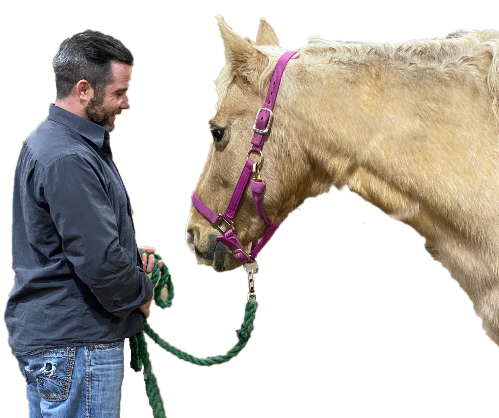 Horse Certification Course | Equine Connection | Horse Business