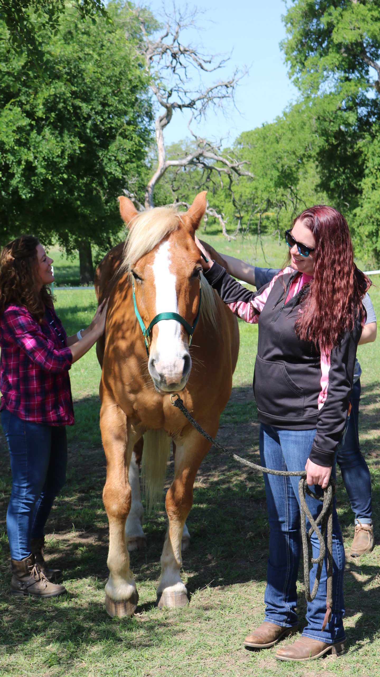 Equine Connection The Academy of Equine Assisted Learning