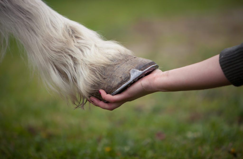 Holding,Hoof,Of,A,White,Horse