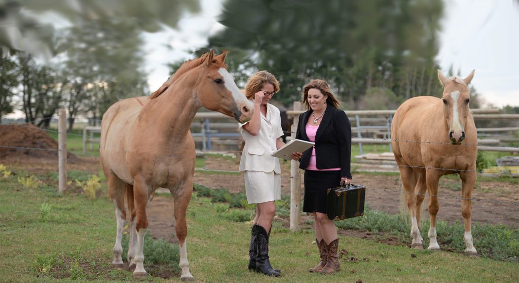 equine assisted learning